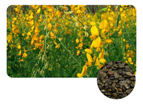 Crotalaria Juncea Adubação Verde 6kg