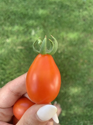 Semillas De Tomate Red Pear (solanum Lycopersicum)