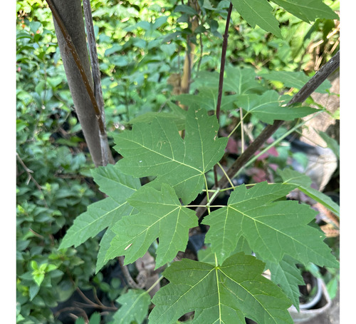 Árbol De Arce Canadiense De 3.5 M De Alto