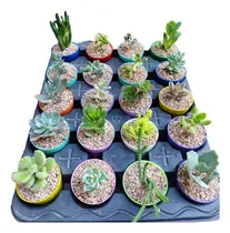 Comprar Pack X 10 Suculentas Y Cactus N°6 Souvenirs, Reventa, Regalo