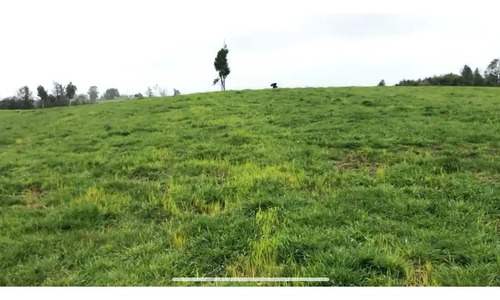 Venta Pc. 5.000 Mts.2 Despejada Fdo. Bellavista Los Muermos