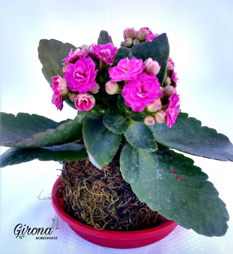 Kalanchoe Con Flor. Kokedamas