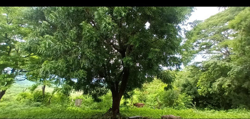 Imagen 13 de 30 de Se Vende Finca De 154 Manzanas