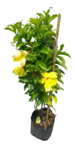 Copa De Oro (allamanda Cathartica)