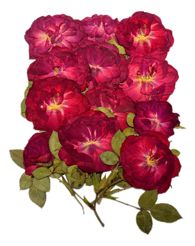 12 Piezas De Rosas Prensadas Nauture, Flores Prensadas Secas