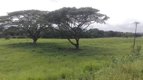 Imagen 5 de 13 de Finca En Montalbán Carabobo Fot-246