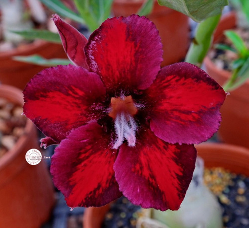 60 Sementes Rosas Do Deserto E Raras P Mudas Frete Gratis