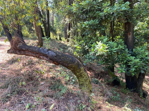 Imagen 6 de 6 de Terreno Plano En Fraccionamiento Monte Rubí Huitzilac, Morel