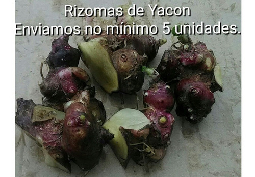 Batata Yacon/rizomas/mudas Alta Produtividade Leia O Anuncio