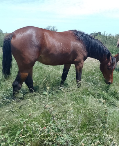 Appaloosa De Pedigree.potranca