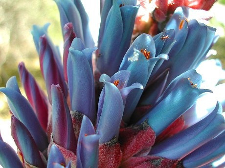 Sementes Puya Azul Coerulea Flor Bromélia Frete Regis Grátis | MercadoLivre