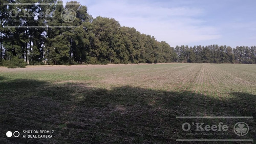 Imagen 13 de 29 de Chacra De 29 Has En Venta En Baradero - Ideal Fin De Semana Y Producción Agrícola