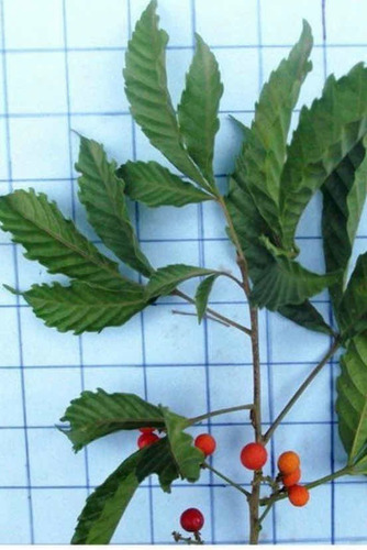 Vacum Árvore 10 Lindas Mudas 10 A 35 Cm Livre De Agrotóxicos
