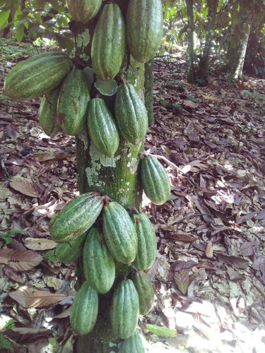 Te Vendo Excelente Finca En Gaspar Hernández