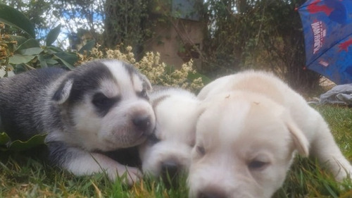 Imagem 2 de 10 de Vendo Filhotes De Husk Siberianos Puros E Raros