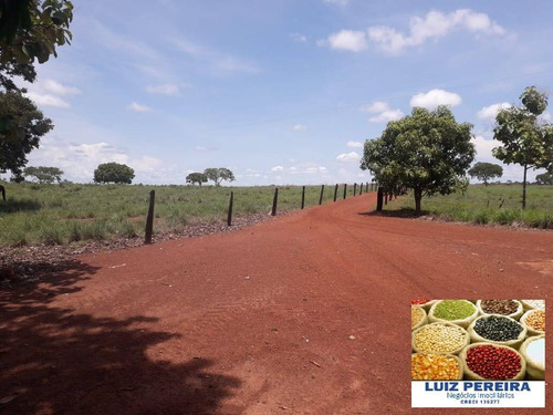Imagem 13 de 15 de Fazenda À Venda Em Peixe - To - De 200 Alqueirões (dupla Aptidão) - 1721