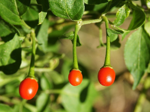 50 Semillas Chile Monte  Chiltepin Organicas Germinan Nuevas