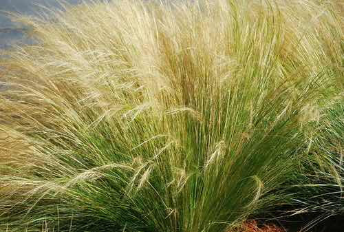Stipa Tenuisima- Planta Graminea
