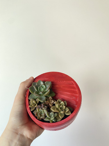 Maceta Terrario Cemento Con Suculentas Varias- 12,5cm