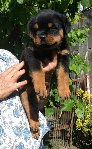 Rottweiler Cachorros