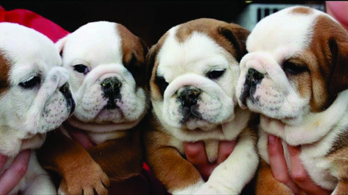 Cachorros Bulldog Ingles Con Pedigree Azul Registrados 