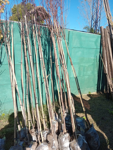 Ciruela Genovesa Arbol Grande 2,8m - E,gratis. Rosa