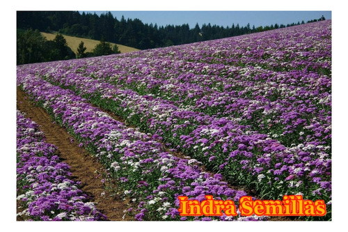 Iberis Umbrellata Mix De Colores Semillas (80)