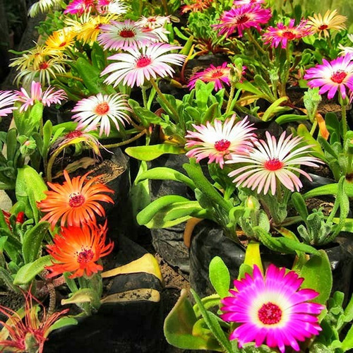 Imagen 4 de 4 de Kit 180 Semillas Florales De Estacion Para Macta O Jardin
