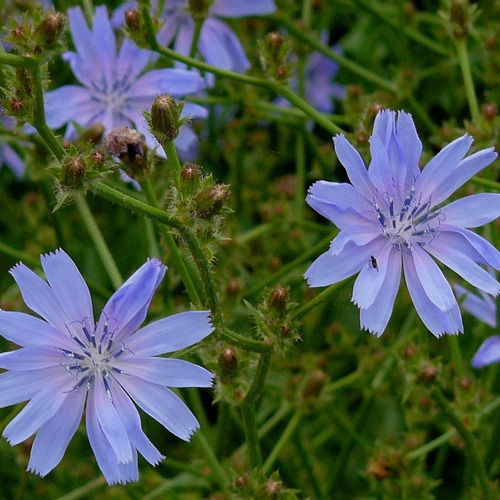 100 Semillas Achicoria (cichorium Intybus) Plantasi