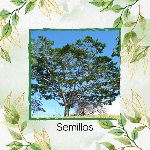 5 Semillas De Árbol Abarco 