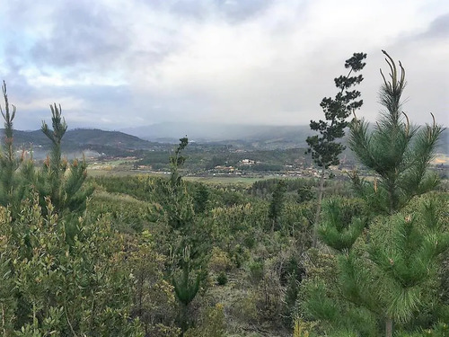 Bosque Con Manejo Cauquenes Inversión (177195)
