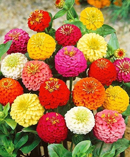 Semillas De Zinnia Alta De Colores  Para Bellos Jardines