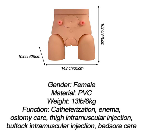 Modelo De Cateterismo Masculino Femenino Intercambiable