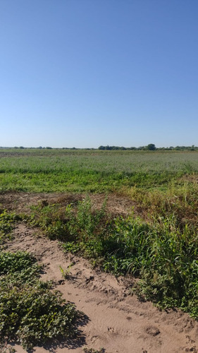 Campo Mixto De 784 Ha En Fernandez, Santiago Del Estero