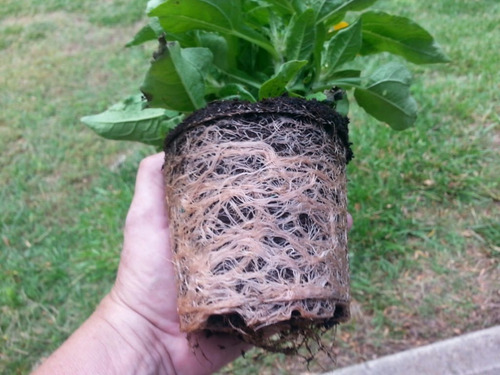 Imagen 6 de 10 de Amazonia 150gr Namaste Micorrisas Enraizante Bacterias