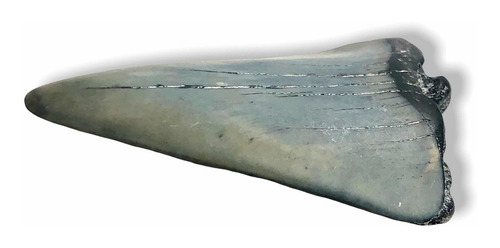 Diente Fósil Tiburon Mako + 7 Fosiles Dientes De Tiburones Gris Y Negro (Usado)