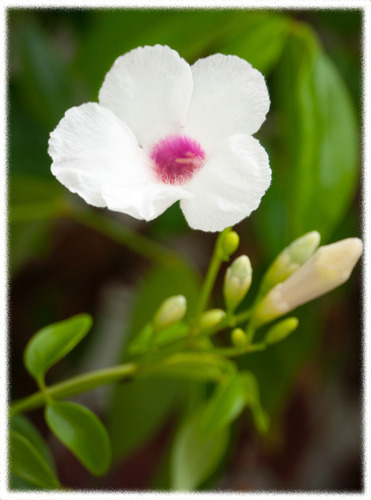 Bignonia Blanca Enredadera Floral