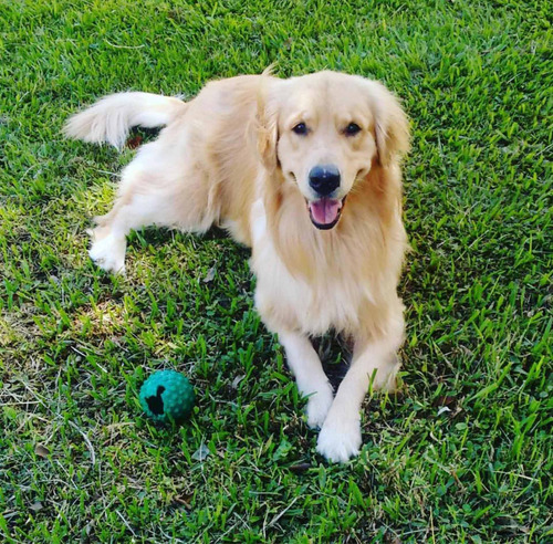 Imagen 4 de 10 de Cachorros Golden Retriever Cali Medellin Bogota