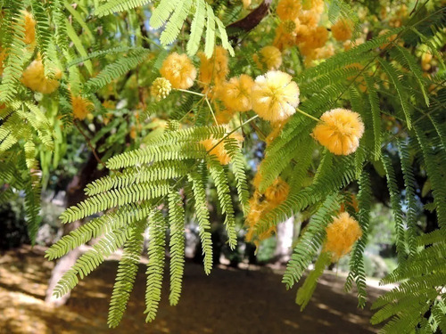 1000 Semillas Forestales (para Vivero) Envio Gratis