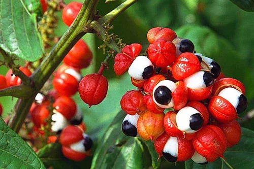 Guaraná Do Amazonas Em Grão - 500g