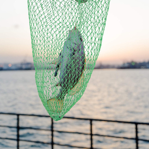 Red De Pesca Con Cebo, Red De Buceo