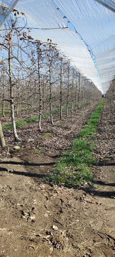 Campo Frutícola En Venta En Linares