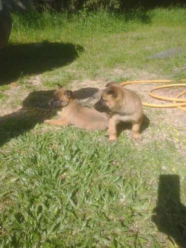 Imagem 5 de 5 de Pastor Belga Malinois