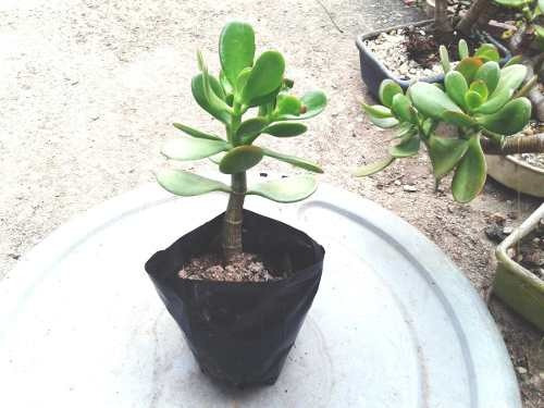 Crassula  - Promoção 2 Mudas Por R$ 30,99  + Brinde