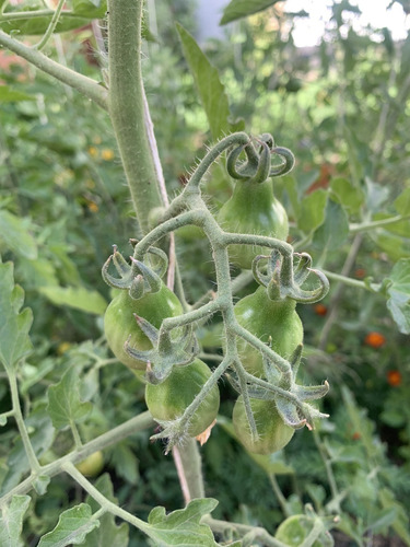 Semillas De Tomate Red Pear (solanum Lycopersicum)
