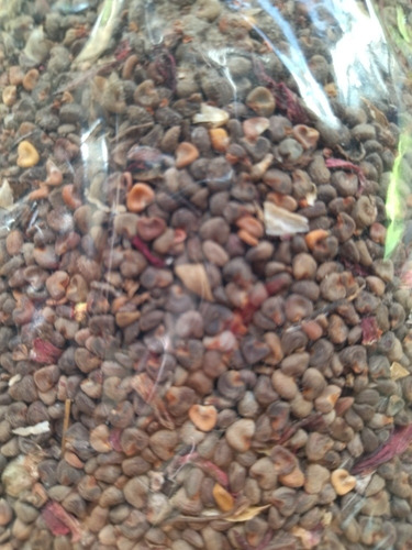 Semillas De Flor De Jamaica (orgánica) 500 Gr