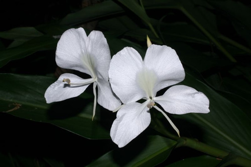 Caña De Ámbar, Flor Mariposa. Hedychium Coronarium