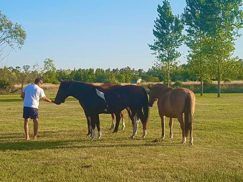 Imagen 21 de 25 de Casa De Campo En Alquiler En Barrio Cerrado
