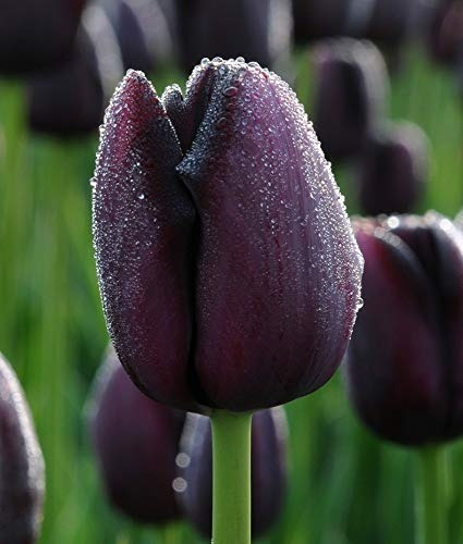 Bulbo De Tulipan Negro Importado X1