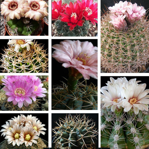 Semillas De Cactus Gymnocalycium Mix Especies Variadas Raras